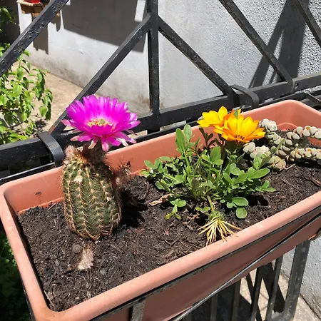 Daddanca Oda ve Kahvaltı Ales