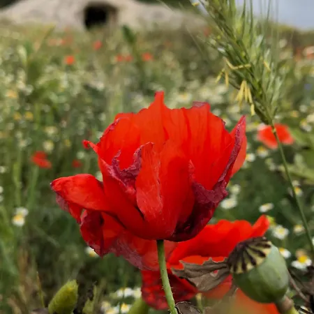 Oda ve Kahvaltı Daddanca Ales