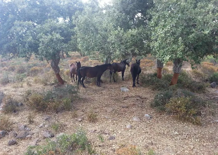 Daddanca Отель типа 