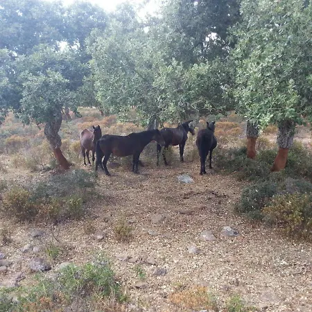 Daddanca Couette-café *