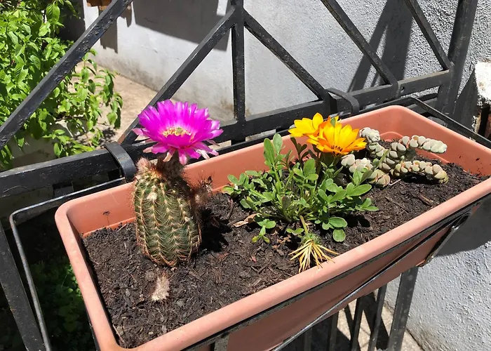 Daddanca Couette-café Ales