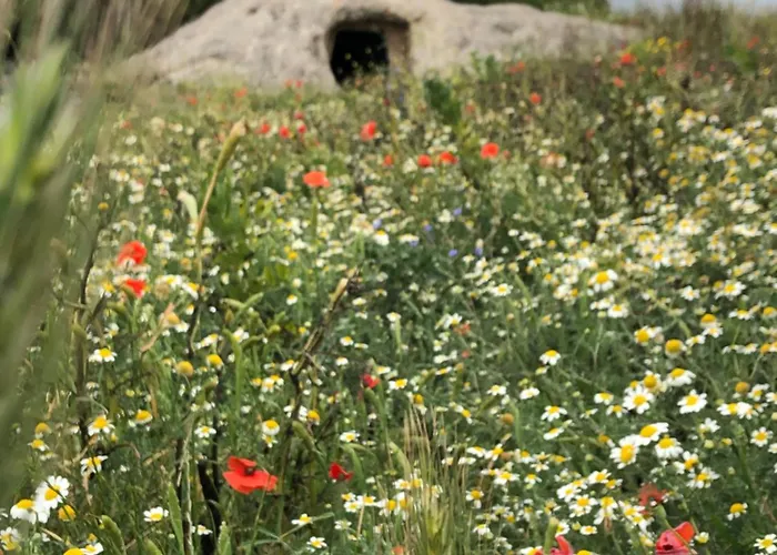 Daddanca Couette-café Ales