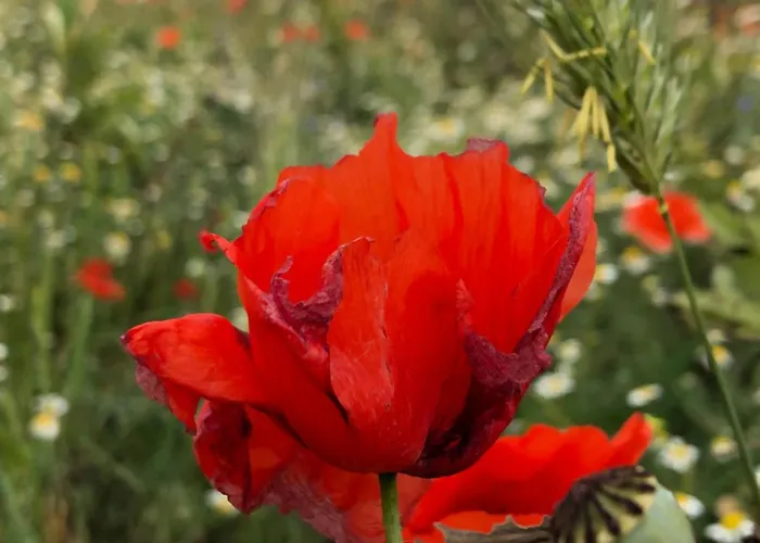 Couette-café Daddanca Ales